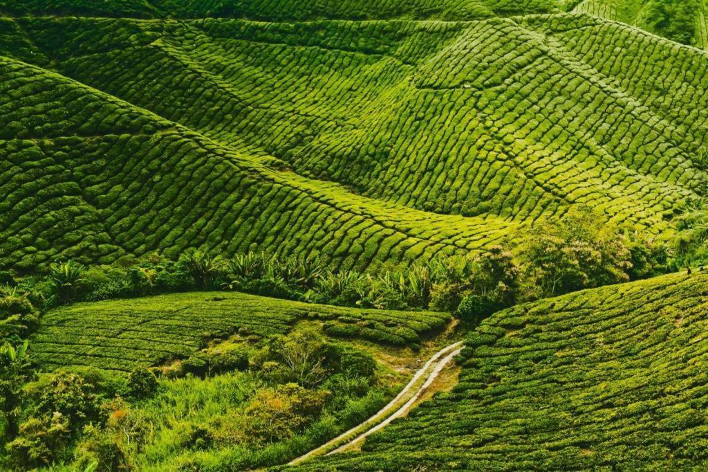 Hotel Camlodge Budget Cameron Highlands